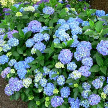 Hortensja ogrodowa Blauer Prinz
