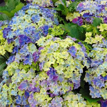 Hortensja ogrodowa Curly Sparkle Blue