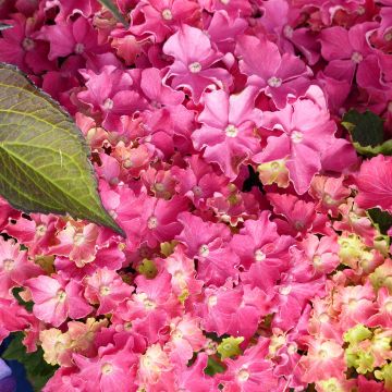 Hortensja ogrodowa Curly Sparkle Red