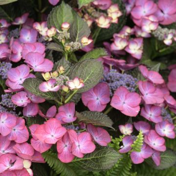 Hortensja ogrodowa Dark Angel Purple