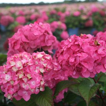 Hortensja ogrodowa Endless Summer Bloomstar