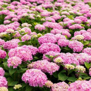 Hortensja ogrodowa Endless Summer The Original Pink