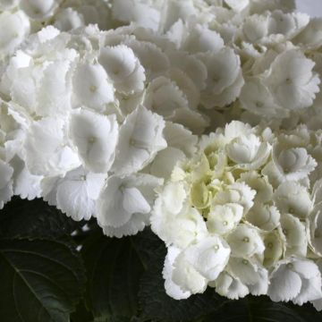 Hortensja ogrodowa Everbloom White Wonder