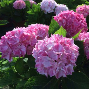 Hortensja ogrodowa Rendez-Vous La Vie en Rose