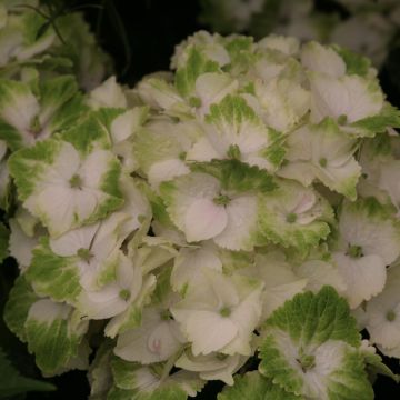 Hortensja ogrodowa Magical Noblesse