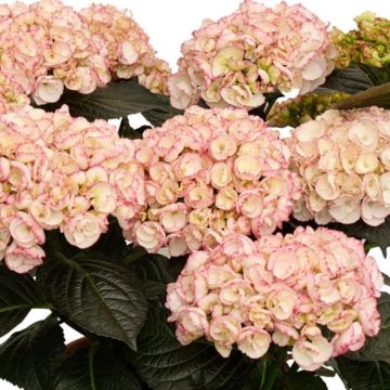 Hortensja ogrodowa Midnight Pearl