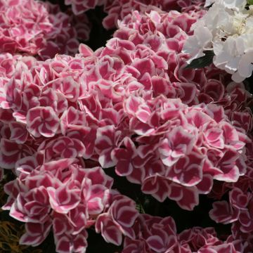 Hortensja ogrodowa Red Ace