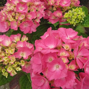 Hortensja ogrodowa Rosita