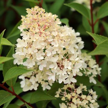 Hortensja bukietowa Petite Flori
