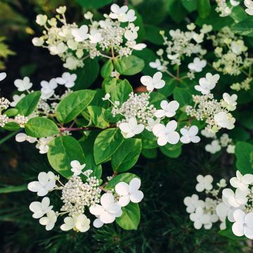 Hortensja bukietowa Early Sensation