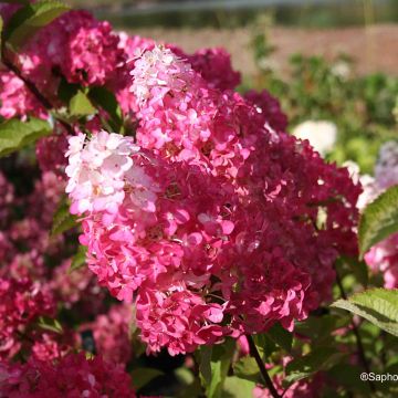 Hortensja bukietowa Fraise Melba