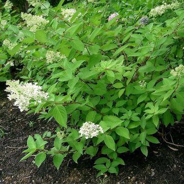 Hortensja bukietowa Grandiflora