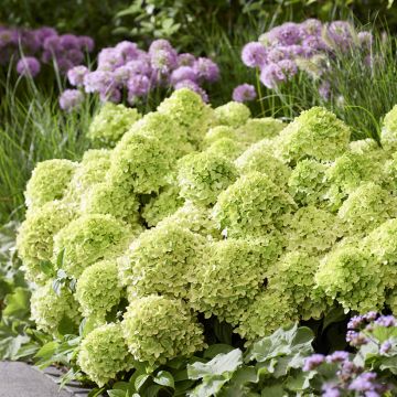 Hortensja bukietowa Greeny