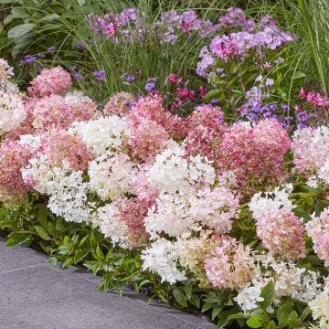 Hortensja bukietowa Groundbreaker Blush