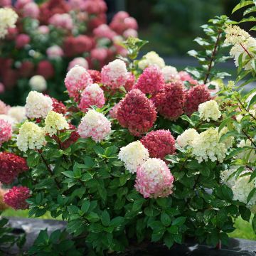 Hortensja bukietowa Little Lime Punch