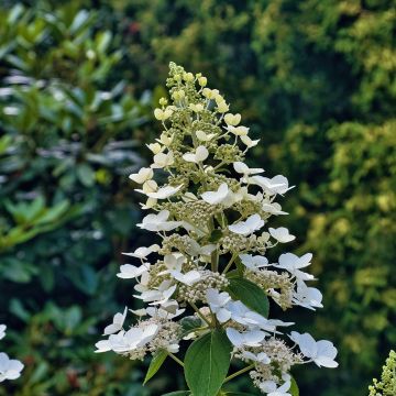 Hortensja bukietowa Levana
