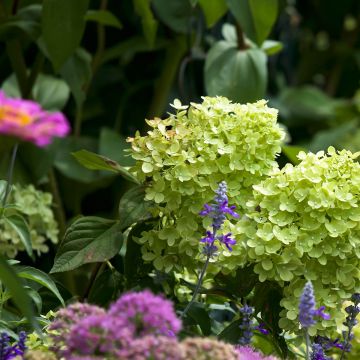 Hortensja bukietowa Little Lime