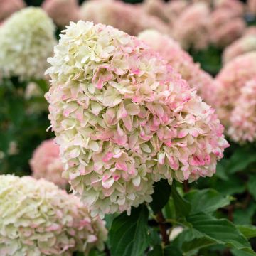 Hortensja bukietowa Living Candy Love