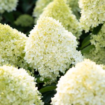 Hortensja bukietowa Living Cotton Cream