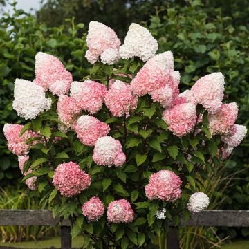 Hortensja bukietowa Living Pink & Rose