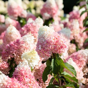 Hortensja bukietowa Living Strawberry Blossom