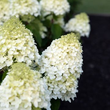 Hortensja bukietowa Living Sugar Rush