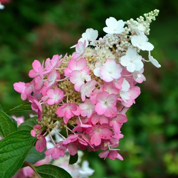 Hortensja bukietowa Pinky Winky