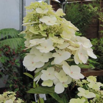Hortensja bukietowa Unique