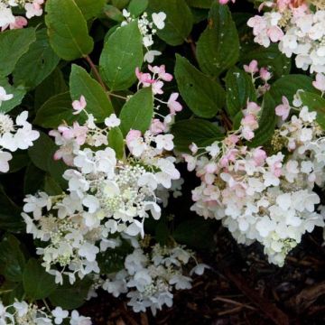 Hortensja bukietowa White Diamonds
