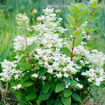 Hortensja bukietowa Wim's red