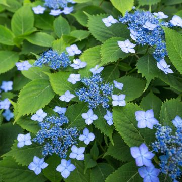 Hortensja piłkowana Magic Seduction Annie's Blue