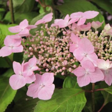 Hortensja piłkowana Graciosa
