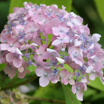 Hortensja ogrodowa Spreading beauty