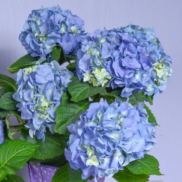 Hortensja ogrodowa Early Blue