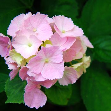 Hortensja ogrodowa Everbloom Pink Wonder