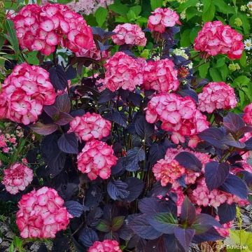Hortensja piłkowana Choco Black Velvet