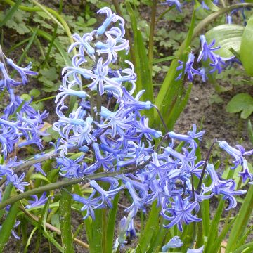 Hiacynt wschodni Multiflora Blue