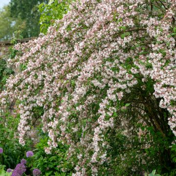 Kolkwitzia amabilis - Kolkwicja chińska