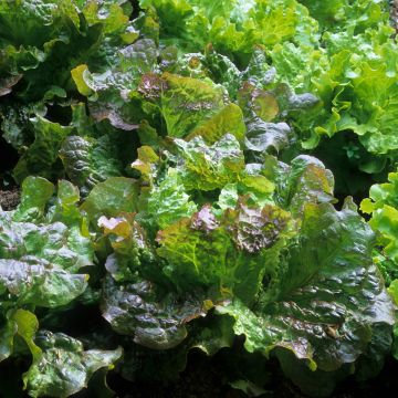 Sałata krucha Rouge Grenobloise