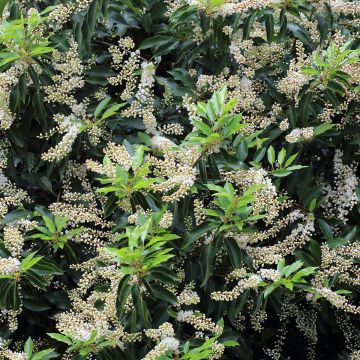 Laurowiśnia iberyjska Angustifolia