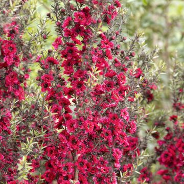 Leptospermum Red Damask