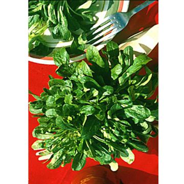 Roszponka Verte d'Etampes