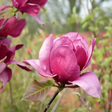 Magnolia Soulange'a Emperor