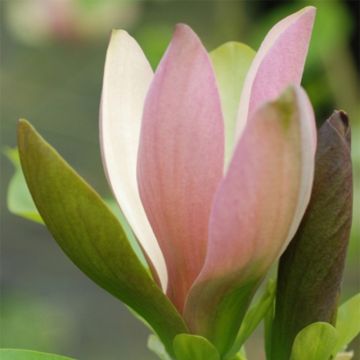 Magnolia brooklińska Eva Maria