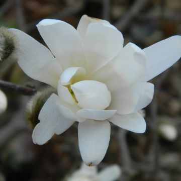 Magnolia naga Double Diamond