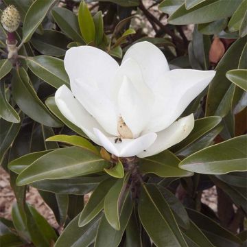Magnolia wielkokwiatowa Alta Tmgh