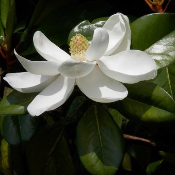Magnolia wielkokwiatowa Treyve