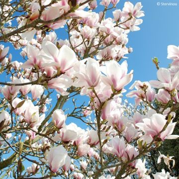 Magnolia Soulange'a Picture Superba