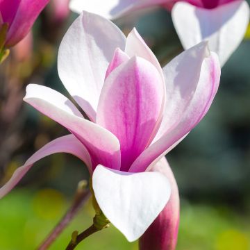 Magnolia Soulange'a Andre Leroy