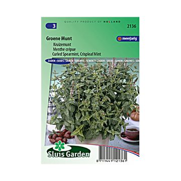 Mięta kędzierzawa Crispata